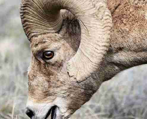 a ram eating grass in a field