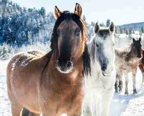 horses at the Hatchet Resort in winter