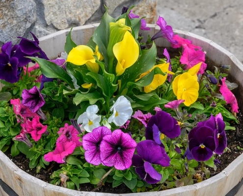 bucket of colorful flowers