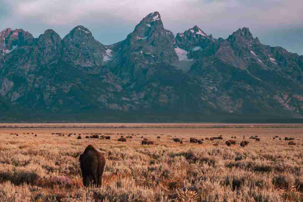 American Bison in Grand Teton National Park